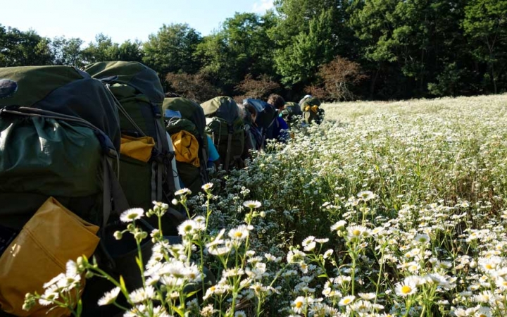 A group of students wearing backpacks hike in a line through a meadow filled with wildflowers toward a tree line. 